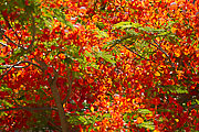 Picture 'Cub1_2_05198 Tree, Cuba'